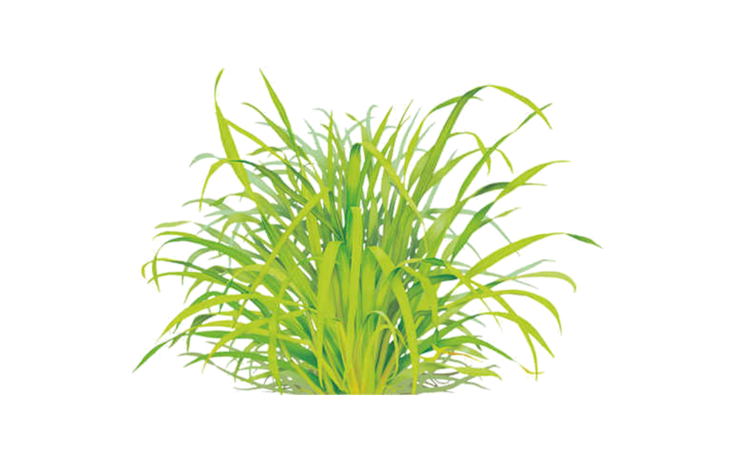 Simply Fresh Lemon Grass-LH    Box  100 grams